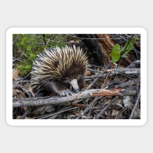 Echidna Encounter Sticker